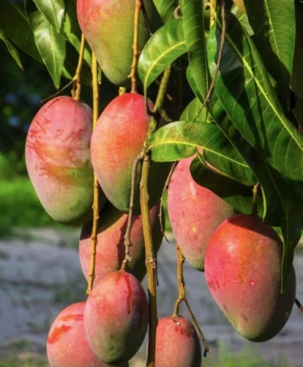Buy Julie Mango in Canada | Sweet Caribbean Mango