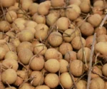 Buy Fresh Longan in Canada | Sweet Tropical Longan Fruit - Image 2