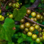 Buy Scuppernong Muscadine Grapes in Canada | Fresh Bronze Grapes