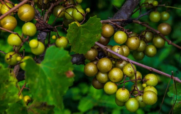 Scuppernong-Muscadine-Grapes-Fruit-Box-580x367 Buy Scuppernong Muscadine Grapes in Canada | Fresh Bronze Grapes