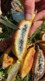Buy Seeded Bananas in Canada | Rare Heirloom Banana Fruit - Image 2