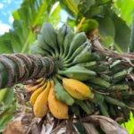 Buy Seeded Bananas in Canada | Rare Heirloom Banana Fruit