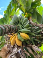 Buy Seeded Bananas in Canada | Rare Heirloom Banana Fruit