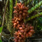 Buy Fresh Snake Fruit Box in Canada | Exotic Salak Fruit