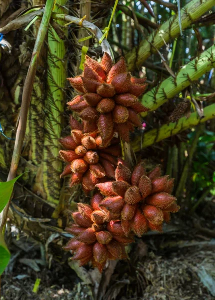 Buy Fresh Snake Fruit Box in Canada | Exotic Salak Fruit