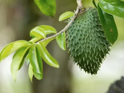 Buy Fresh Soursop Fruit Box in Canada | Premium Guanabana