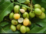 Buy Spanish Limes in Canada | Fresh Quenepas Mamoncillos