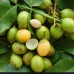 Buy Spanish Limes in Canada | Fresh Quenepas Mamoncillos