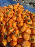 Buy Fresh Spanish Persimmons in Canada | Sweet Kaki Fruit - Image 4