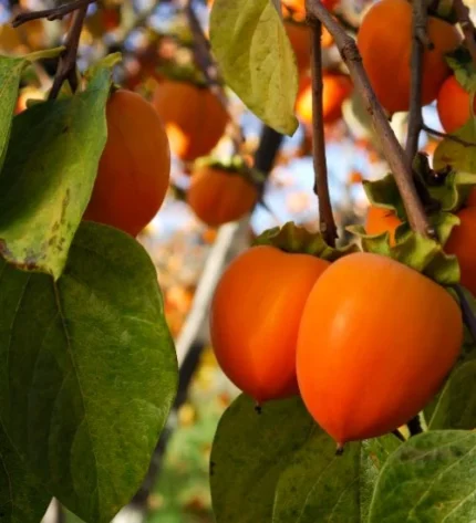 Buy Fresh Spanish Persimmons in Canada | Sweet Kaki Fruit