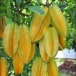Fresh Star Fruit Box (Carambola) – Delivered Across Canada