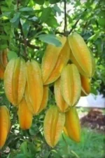 Fresh Star Fruit Box (Carambola) – Delivered Across Canada