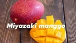 Buy Miyazaki Mango Canada | Premium Taiyo no Tamago - Image 4