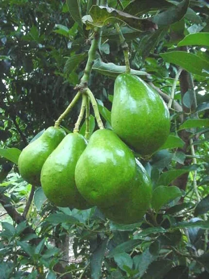 Buy Tropical Avocados in Canada | Premium Creamy Avocado Box