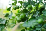 Buy Fresh Tropical Limes in Canada | Juicy Green Citrus