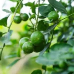 Buy Fresh Tropical Limes in Canada | Juicy Green Citrus