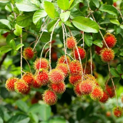 Buy Rambutan in Canada | Fresh Tropical Rambutan Fruit