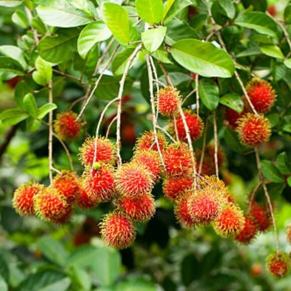 Tropical-Rambutan-Fruit-BoxES-580x580 Buy Rambutan in Canada | Fresh Tropical Rambutan Fruit