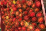 Buy Rambutan in Canada | Fresh Tropical Rambutan Fruit - Image 2