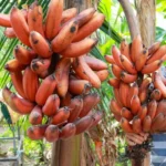 Buy Fresh Red Bananas in Canada | Sweet Tropical Fruit