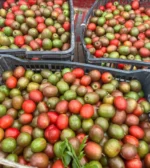 Buy Ciruela Fruit in Canada | Fresh Mexican Plum - Image 2