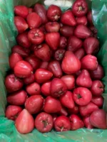 Buy Wax Jambu in Canada | Fresh Rose Apple Fruit - Image 3