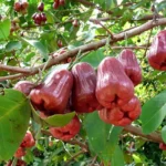 Buy Wax Jambu in Canada | Fresh Rose Apple Fruit