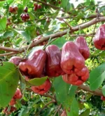 Buy Wax Jambu in Canada | Fresh Rose Apple Fruit