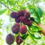 Buy Grafted Pulasan Fruit Tree Canada| Nephelium Mutabile Rambutan - Image 3