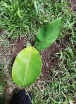 Grow Blue Java Banana in Canada: The Ultimate Guide to cultivate the “Ice Cream” Banana