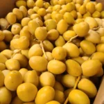 Buy Yellow Barhi Dates in Canada | Fresh Crunchy Dates - Image 2