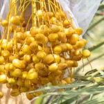 Buy Yellow Barhi Dates in Canada | Fresh Crunchy Dates