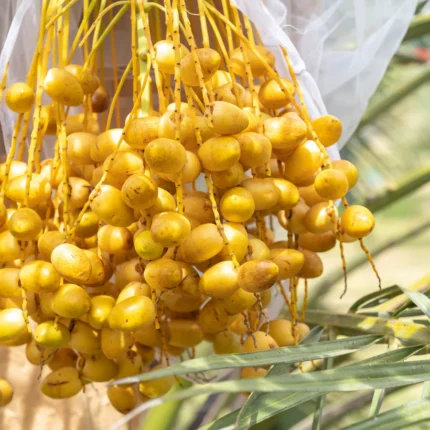 Buy Yellow Barhi Dates in Canada | Fresh Crunchy Dates