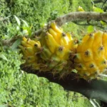Buy Yellow Dragon Fruit in Canada | Sweet Pitahaya
