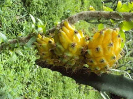 Buy Yellow Dragon Fruit in Canada | Sweet Pitahaya