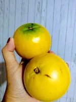 Buy Abiu Fruit in Canada | Fresh Pouteria Caimito - Image 4