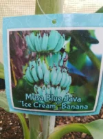 Grow Blue Java Banana in Canada: The Ultimate Guide to cultivate the “Ice Cream” Banana - Image 3