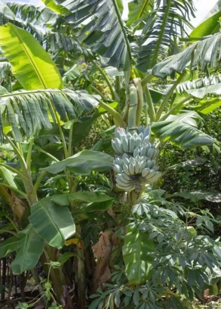 Grow Blue Java Banana in Canada: The Ultimate Guide to cultivate the “Ice Cream” Banana