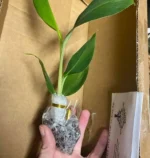 Grow Blue Java Banana in Canada: The Ultimate Guide to cultivate the “Ice Cream” Banana - Image 4