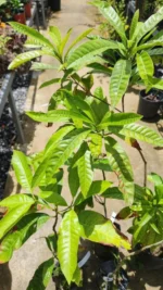 Buy Premium Grafted Abiu Tree Canada | Poutera Caimito Plant - Image 3