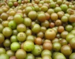 Buy Scuppernong Muscadine Grapes in Canada | Fresh Bronze Grapes - Image 3